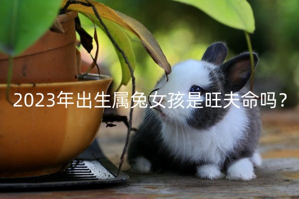2023年出生属兔女孩是旺夫命吗