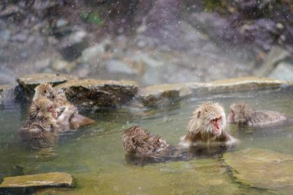 未时出生的生肖猴的命运好不好?