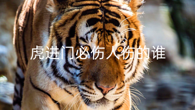 虎进门必伤人伤的谁 对于虎进门必伤人如何化解