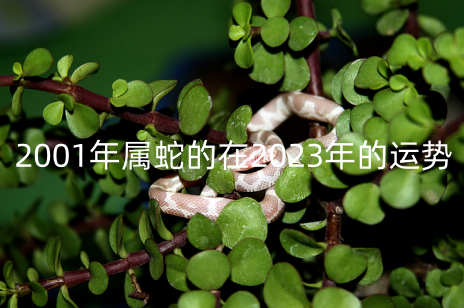 2001年属蛇的在2023年的运势 22岁运程