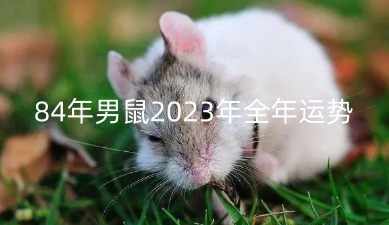 84年男鼠2023年全年运势 什么女性吸引属鼠男