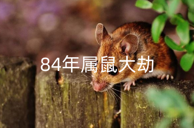 84年属鼠大劫 如何化解84年属鼠大劫