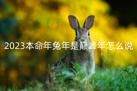 2023本命年兔年是巅峰年怎么说 能有突破
