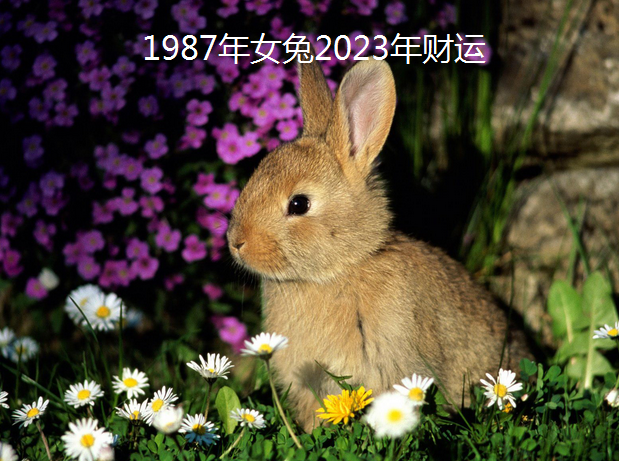 1987年女兔2023年财运好吗 87年属兔2023劫难