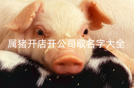 属猪开店开公司取名字大全起名分享