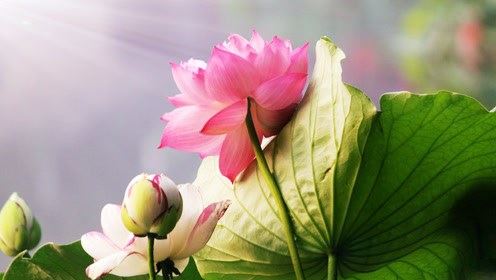 堕胎也是女人命中注定,堕胎后要及时化解